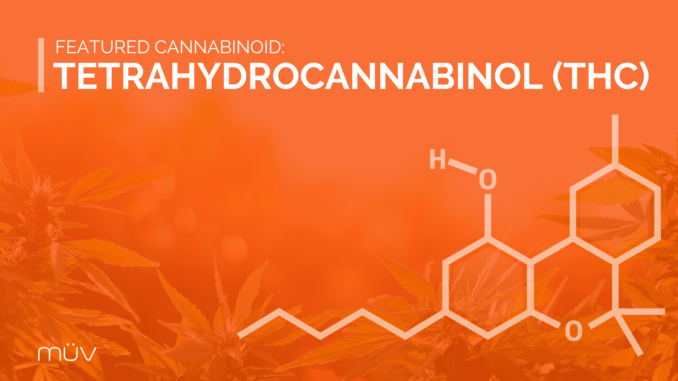 Featured Cannabinoid: Tetrahydrocannabinol