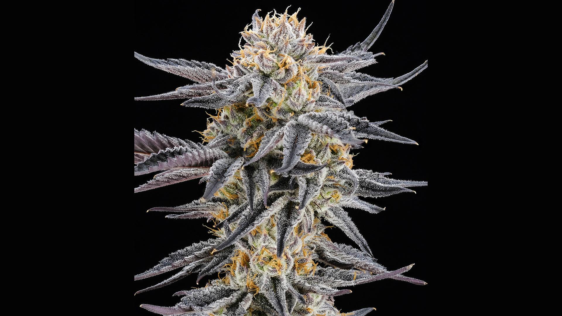 Photo of Best Cannabis Strains to Help with Sleep & Relaxation